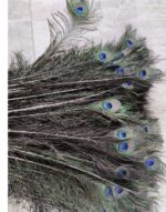 Peacock Feather More Pankh Feather Tails Original Full Length Size 30 Inch   2pc pack