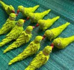 parrot W Cutting
pack of 10pc