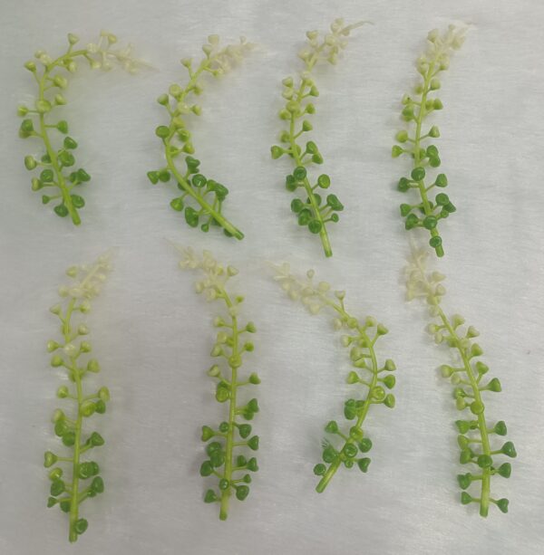 Artificial Small Green Plants. pillar
pack of. 100gm
pack of pc. 50pc approx