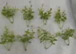 Artificial Small Green Plants. pillar
pack of. 100gm
pack of pc. 50pc approx